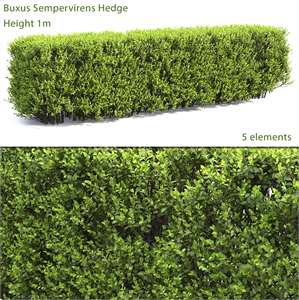 Buxus